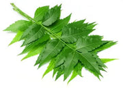 Neem Leaves Packet : Each