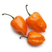 Hanbanero Pepper : /lb