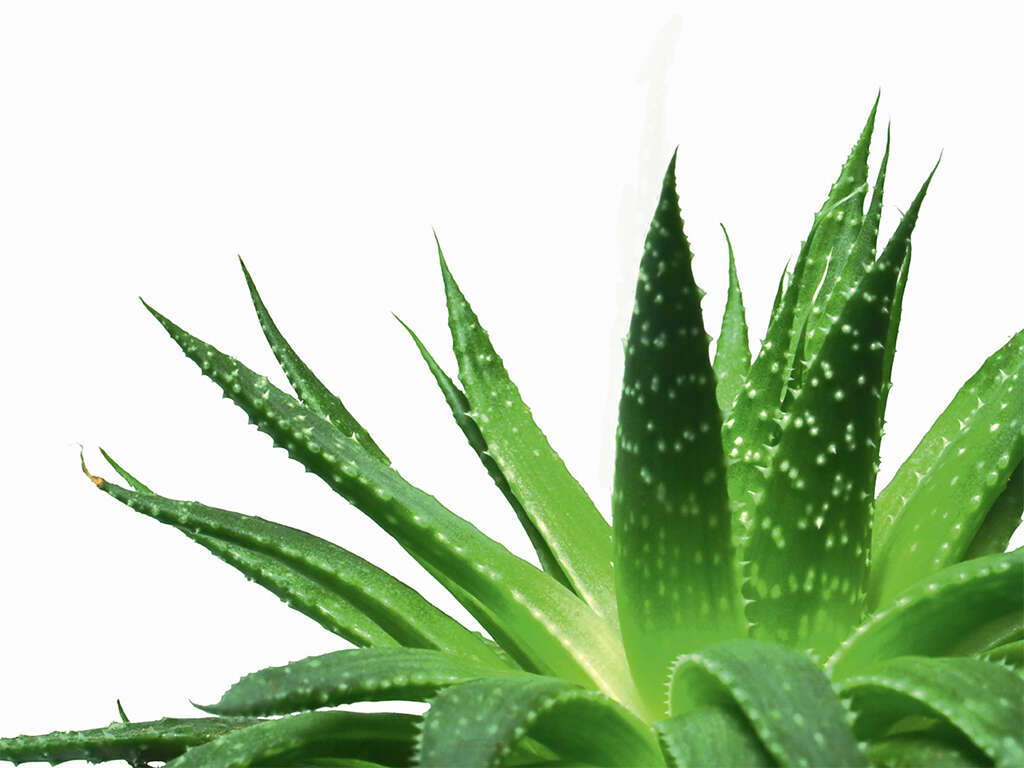 Aloe Vera : Each