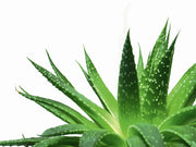 Aloe Vera : Each