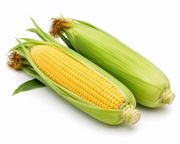 Yellow Sweet Corn