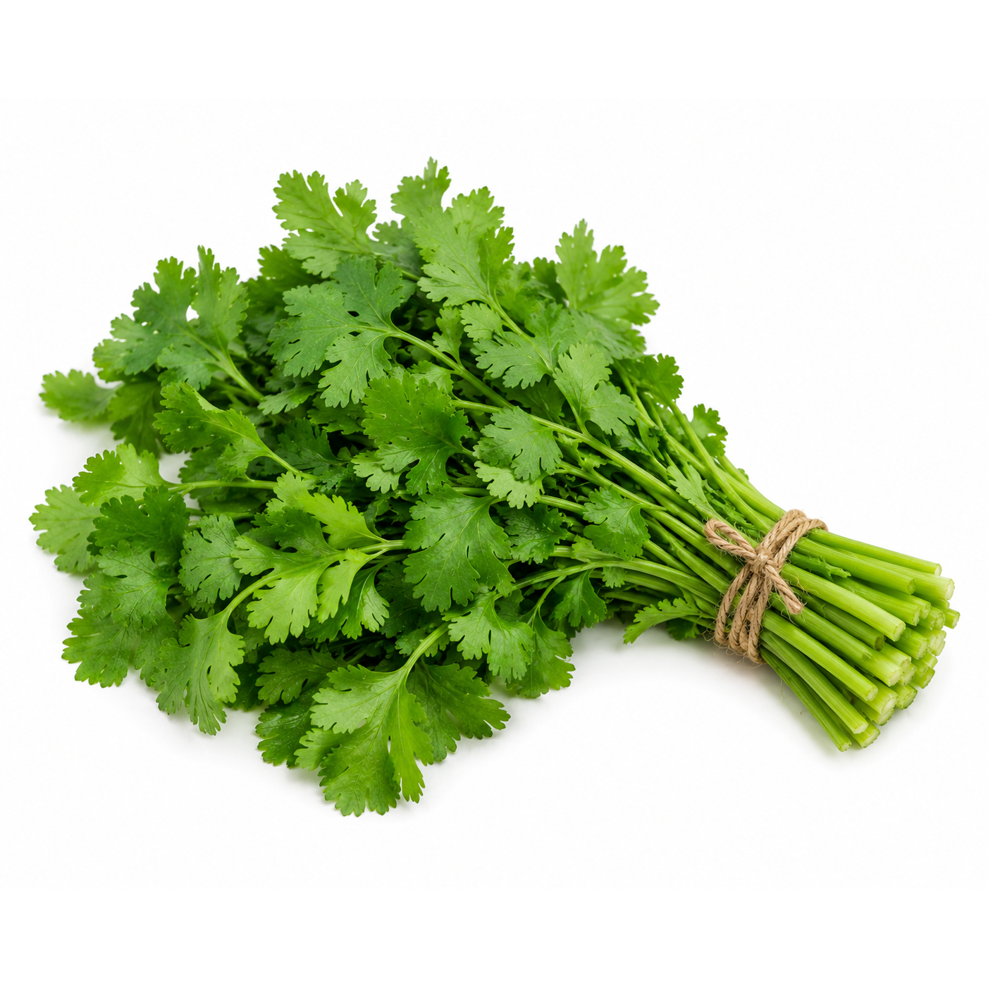 Cilantro (Dhania)