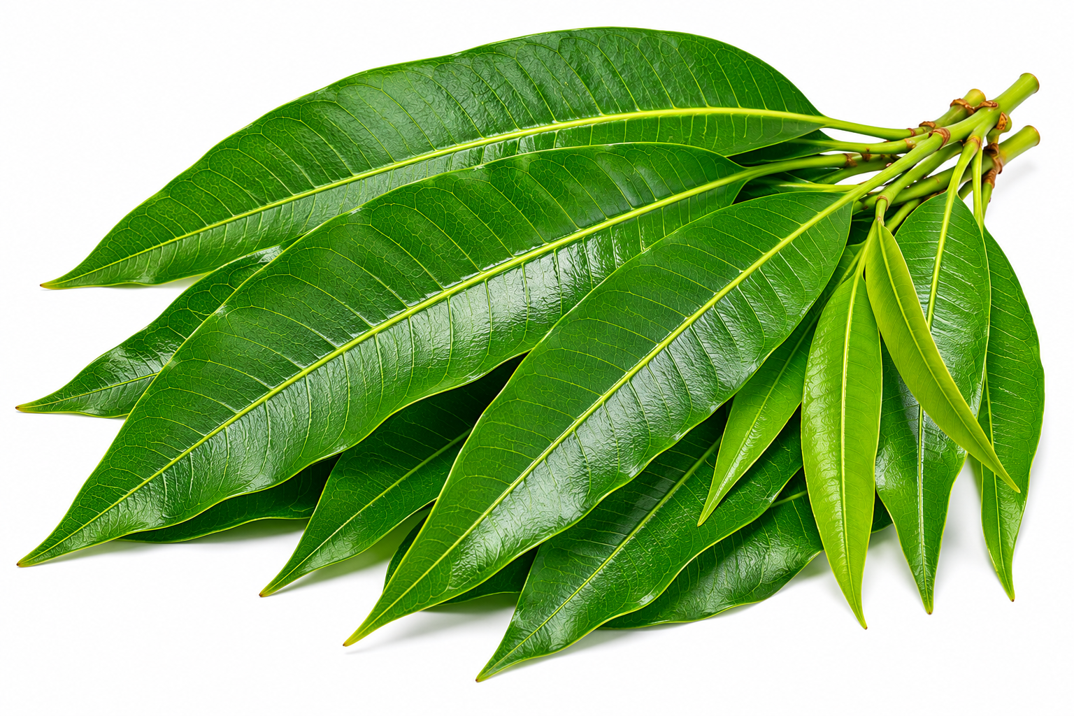 Mango Leaves :