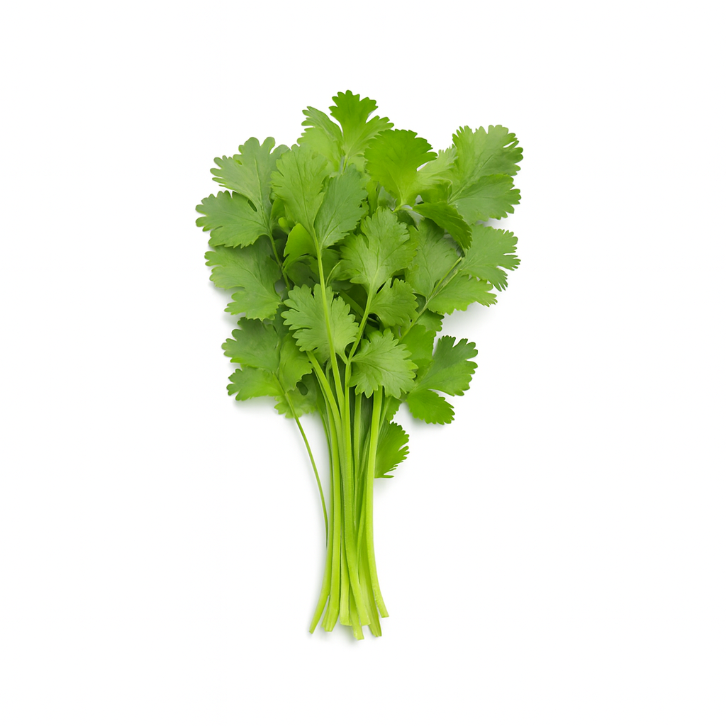 Cilantro Bunch : Each