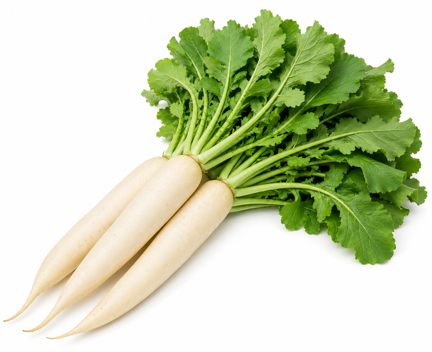 Mooli White With Leaves