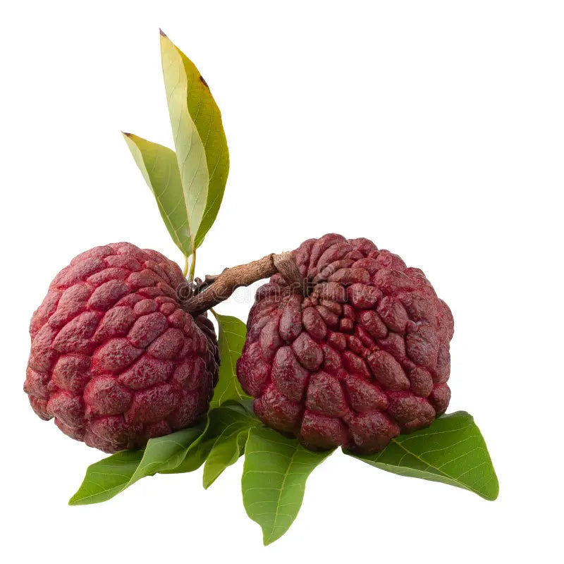 Sugar Apple