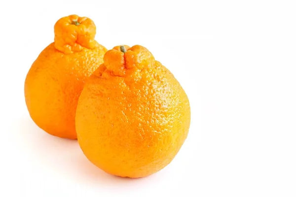 Sumo orange
