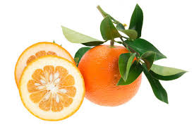 Seville Oranges