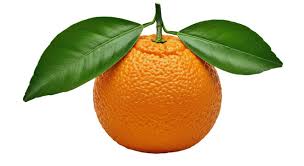 Seville Oranges