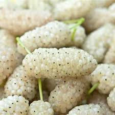 Loose White mulberry