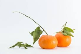 Stem Oranges