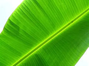 Banana Leaf : Each