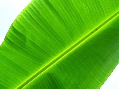 Banana Leaf : Each