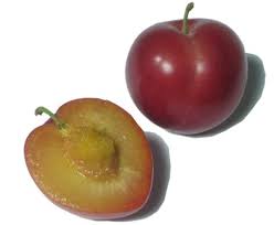 Sweet Pixie Plums