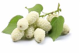 Loose White mulberry