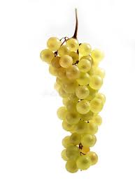 Chasselas Grapes