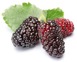Black Mulberry 0.90 lb
